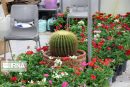 اولین مجتمع آموزش مهارت پرورش گل و گیاه کشور در قزوین افتتاح می‌شود