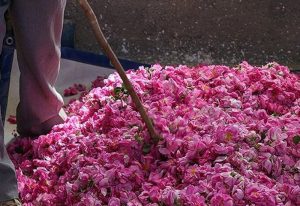 برداشت گل محمدی در یزد نسبت به سال گذشته ۱۵ درصد افزایش یافت