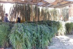 رونق کسب وکار خانگی با عرق گیری از گیاه بادرشبو در آذربایجان غربی